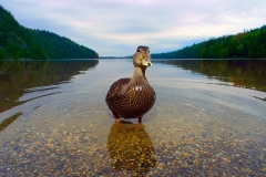 Acadia019