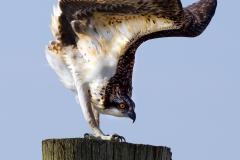 Delaware072010_02