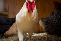 lamar