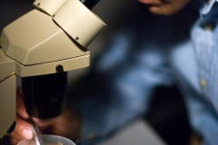 microscope