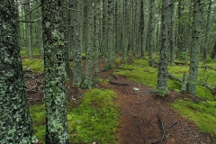 Acadia082
